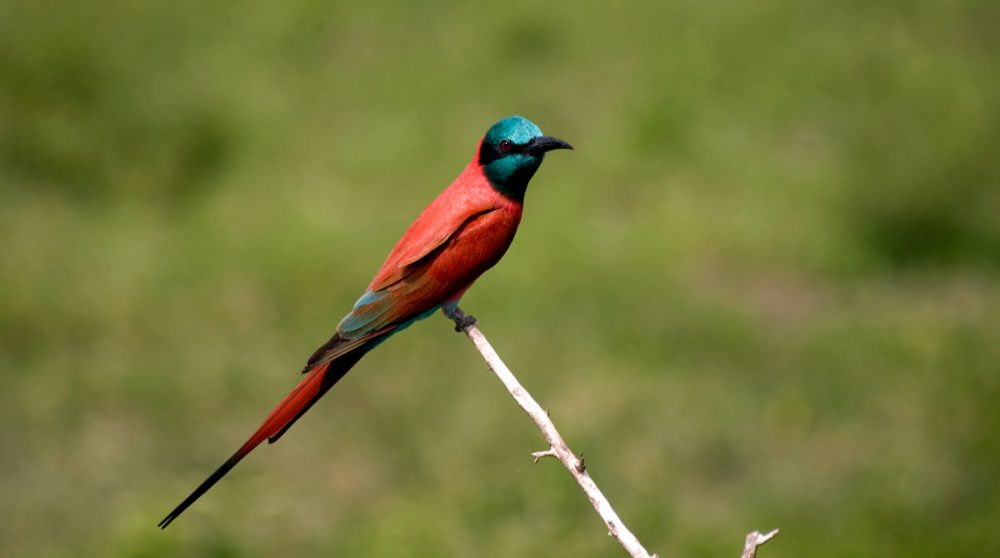 Observez les oiseaux durant vos safaris en Tanzanie