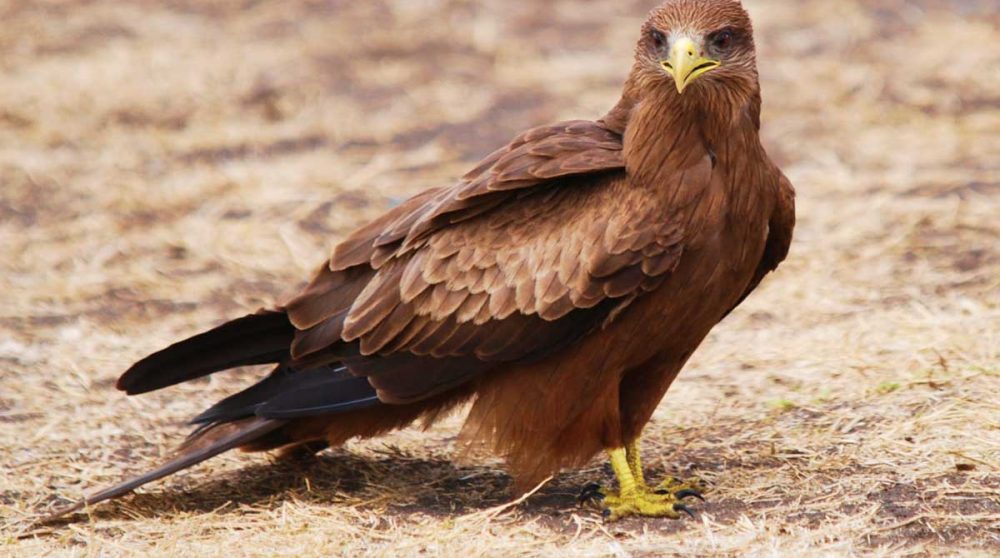 Observation d'animaux en Tanzanie