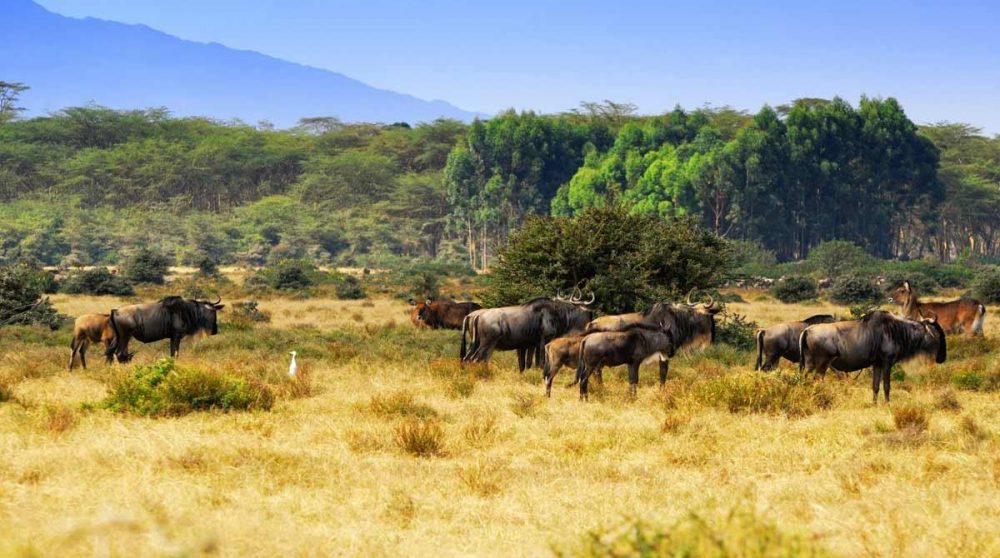 Un paysage avec des gnous à Ol Pejeta