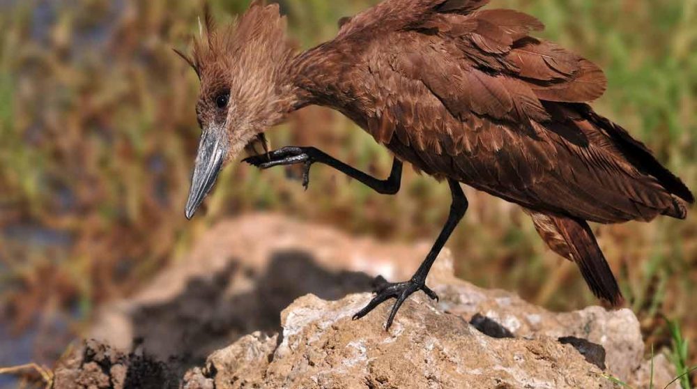 Une ombrette africaine