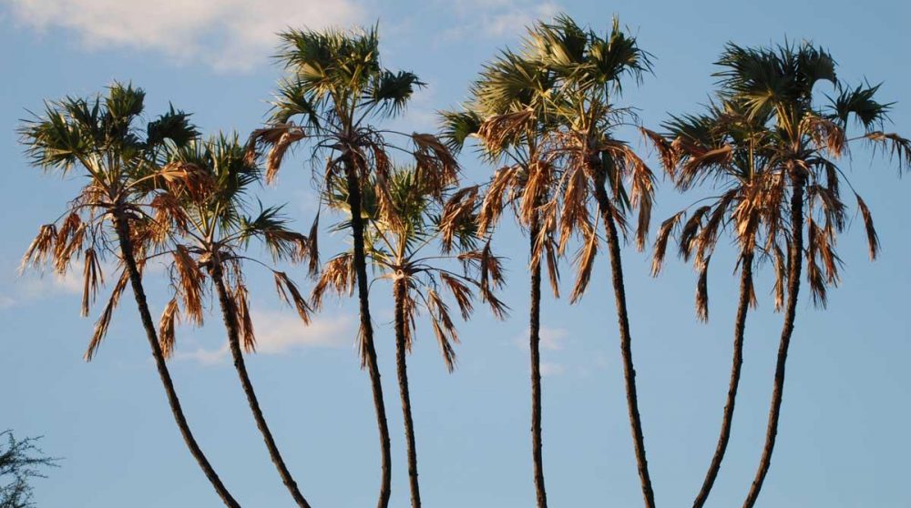 Palmiers dans le parc