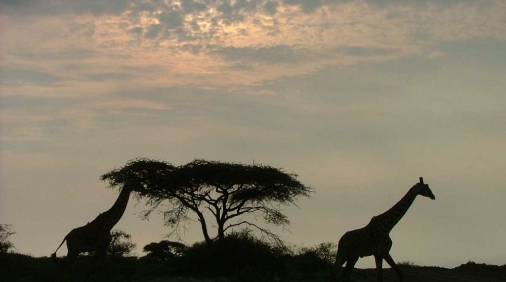 Un paysage au coucher du soleil en Tanzanie