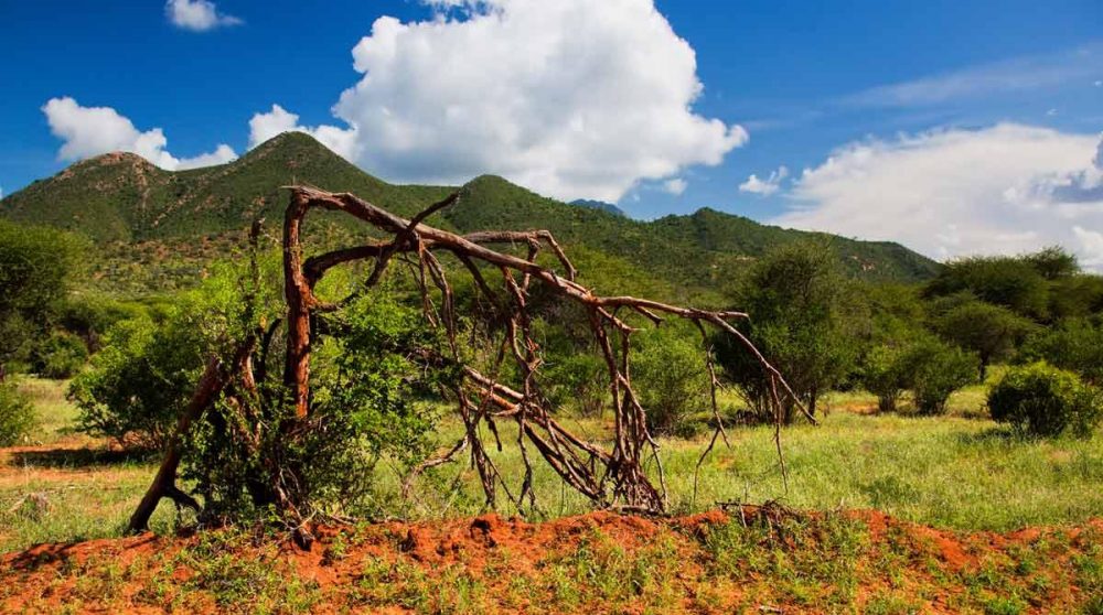 Ciel dégagé dans le Meru National Park