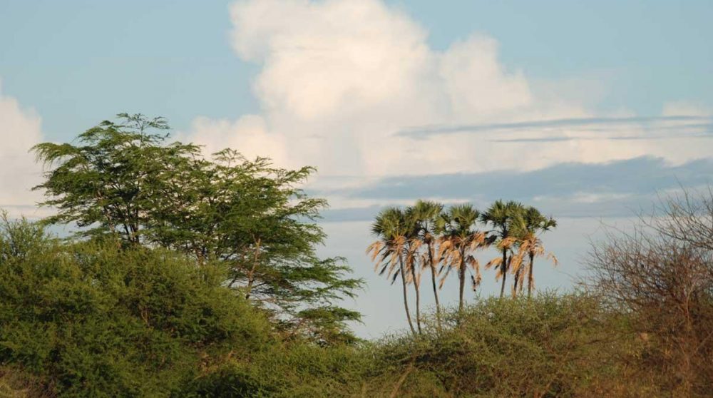 Un paysage du Meru National Park au Kenya à découvrir lors de votre circuit