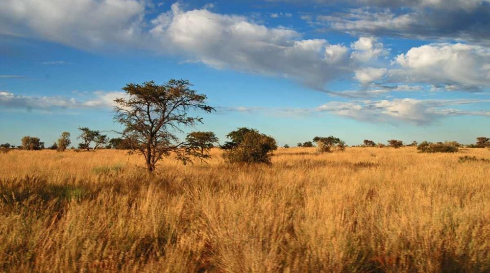Un paysage dans la réserve de Tswalu