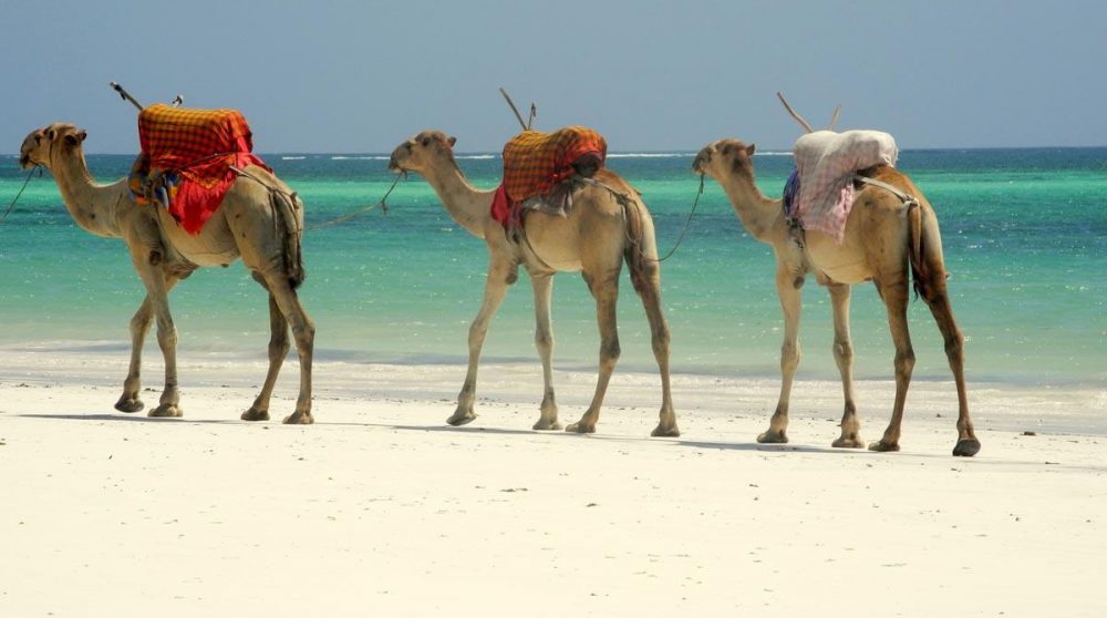 Des chameaux sur la plage