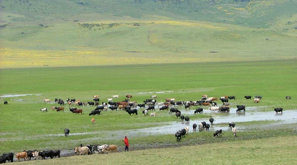 Les plaines de la Ngorongoro Conservation Area