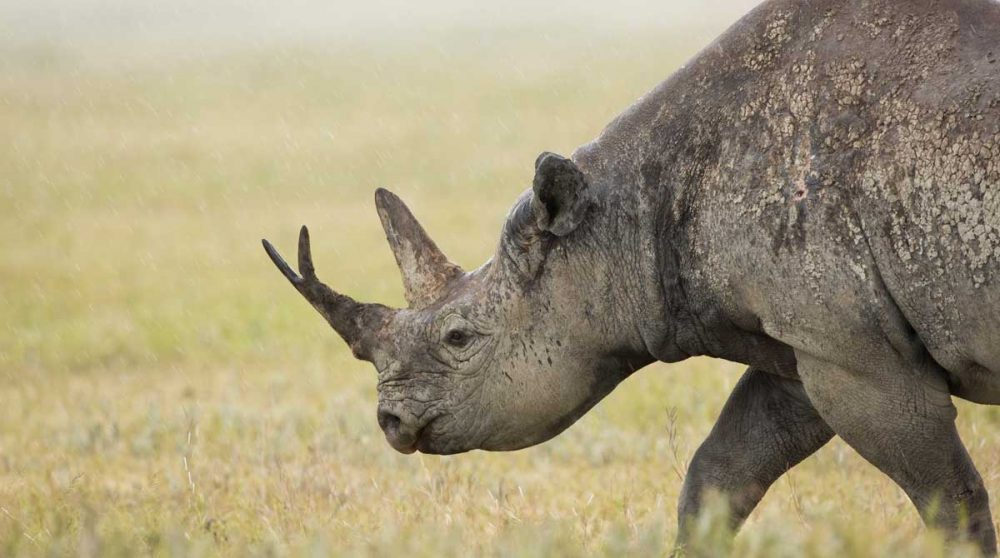 Un rhinocéros dans la nature tanzanienne