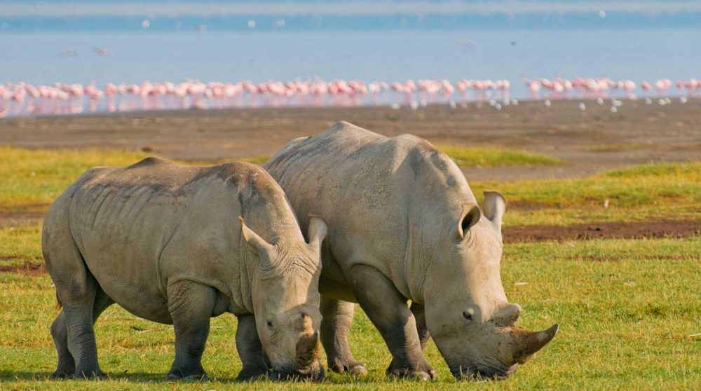 Rhinocéros avec des flamands roses en fond