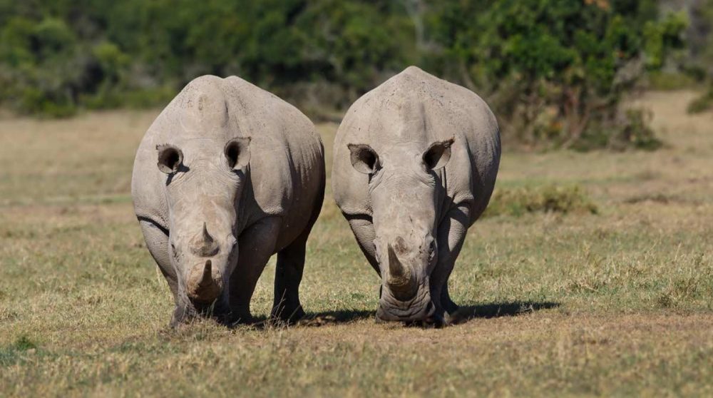 Des rhinocéros blancs à Ol Pejeta
