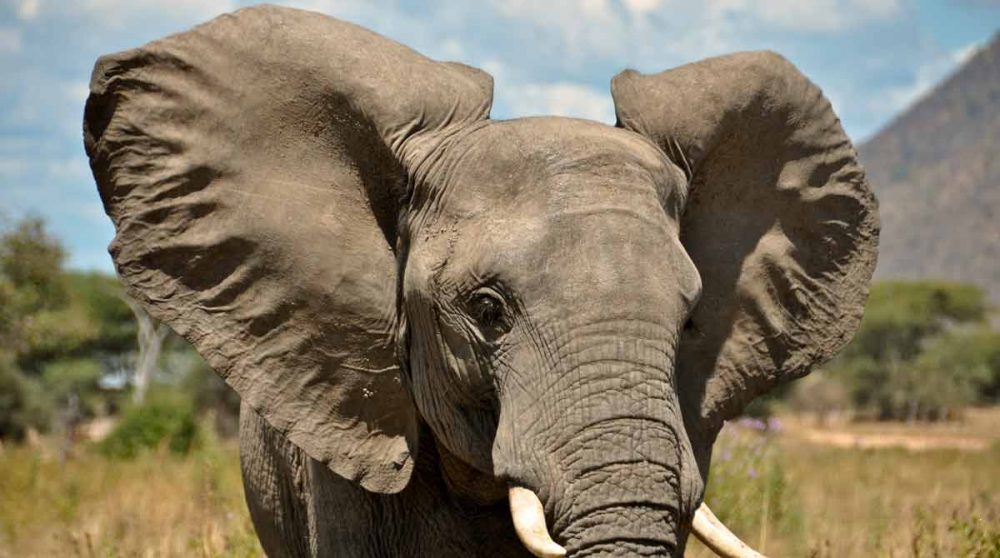 Ruaha, terre des éléphants