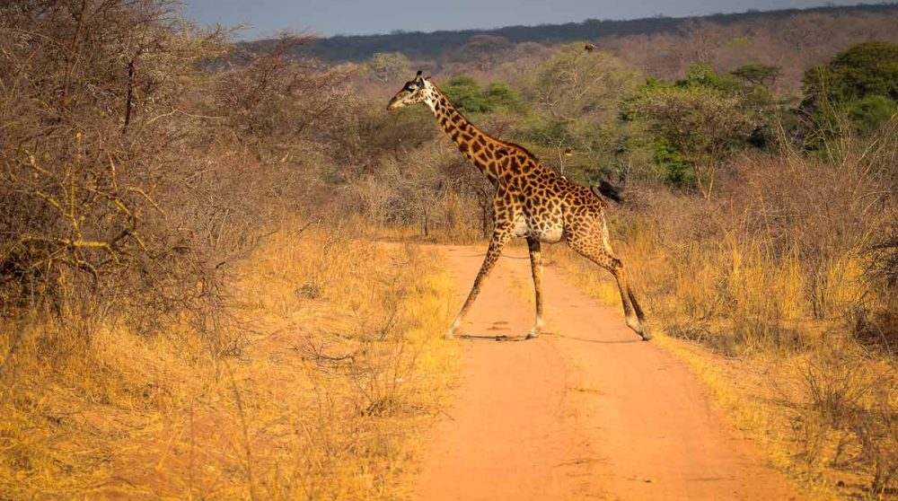 Une girafe dans la nature à Ruaha