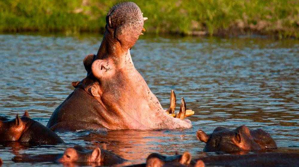 On trouve des hippopotames dans la réserve de Ruaha