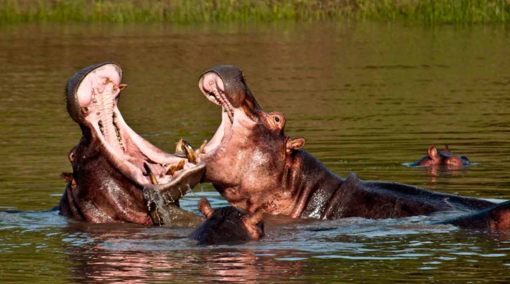 Un hippopotame à Ruaha