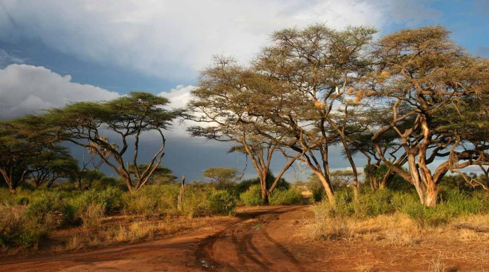 La réserve nationale de Samuburu au Kenya