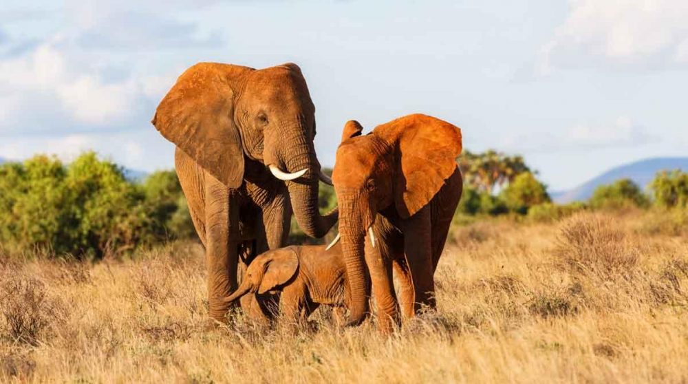 Découvrez les éléphants de Samuburu au Kenya