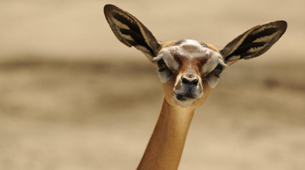 Découvrez Samburu et ses animaux lors de votre circuit Un autre Kenya