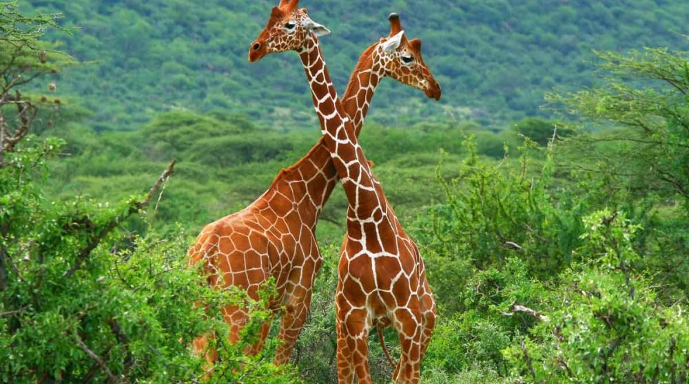 Des girafes réticulées dans le Masai Mara