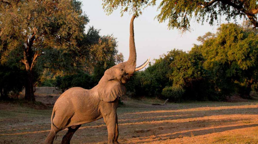 La réserve de Selous en Tanzanie