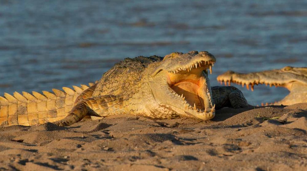 Un crocodile dans la réserve de Selous