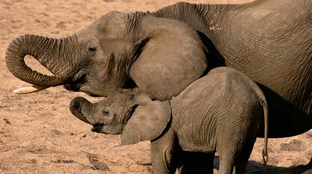 La Selous Game Reserve à découvrir durant votre circuit en Tanzanie