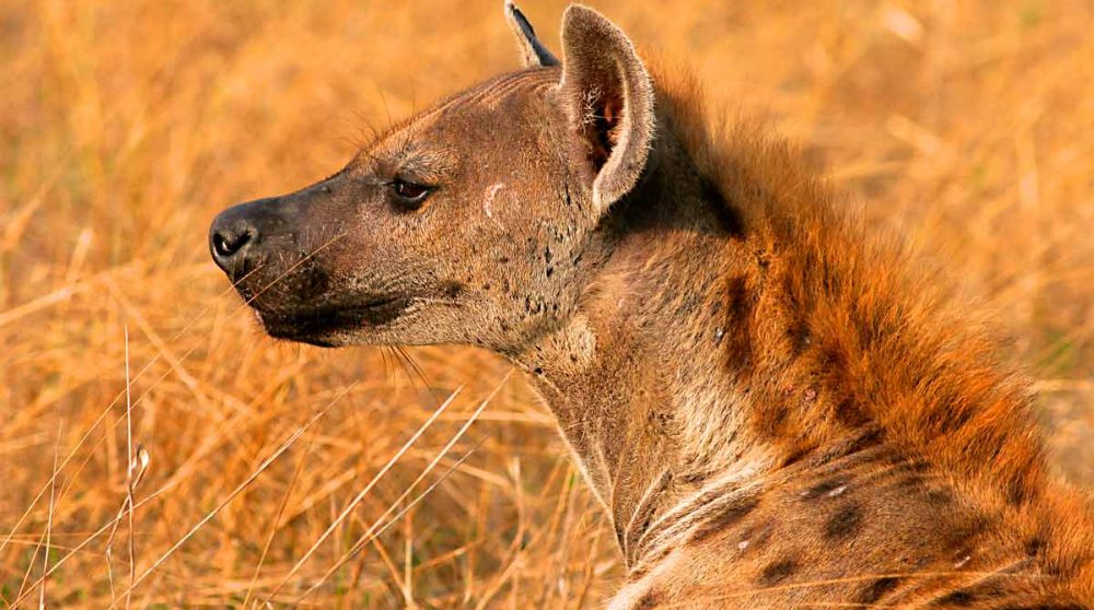 La Selous Game Reserve et ses animaux