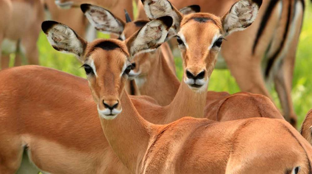 La réserve de Selous avec des impalas à découvrir lors de votre voyage en Tanzanie