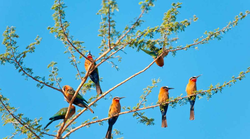 Observation d'oiseaux dans la réserve de Selous