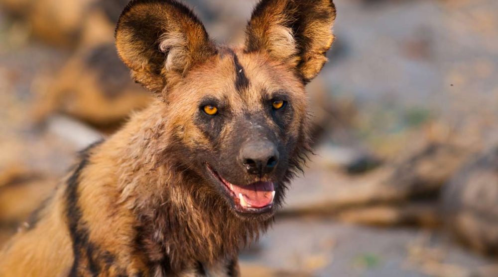 Un "wild dog" à Selous