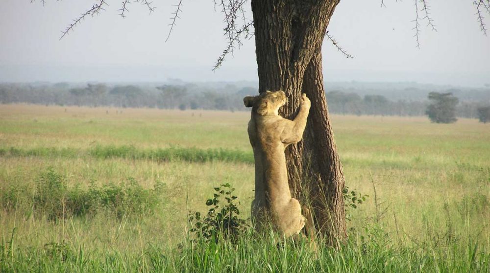 Un lion s'agripant à un arbre