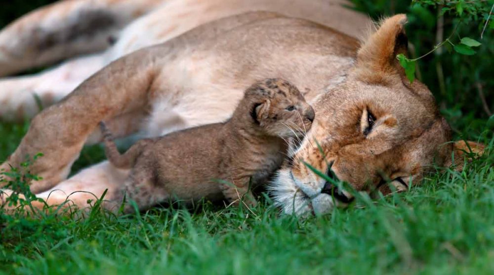 Découvrez le Serengeti lors de votre circuit
