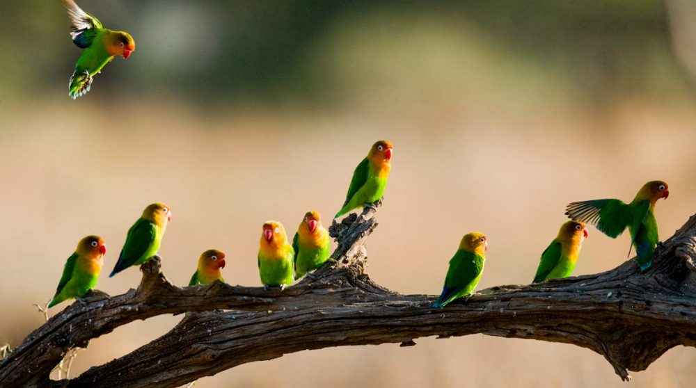 Le Serengeti en Tanzanie