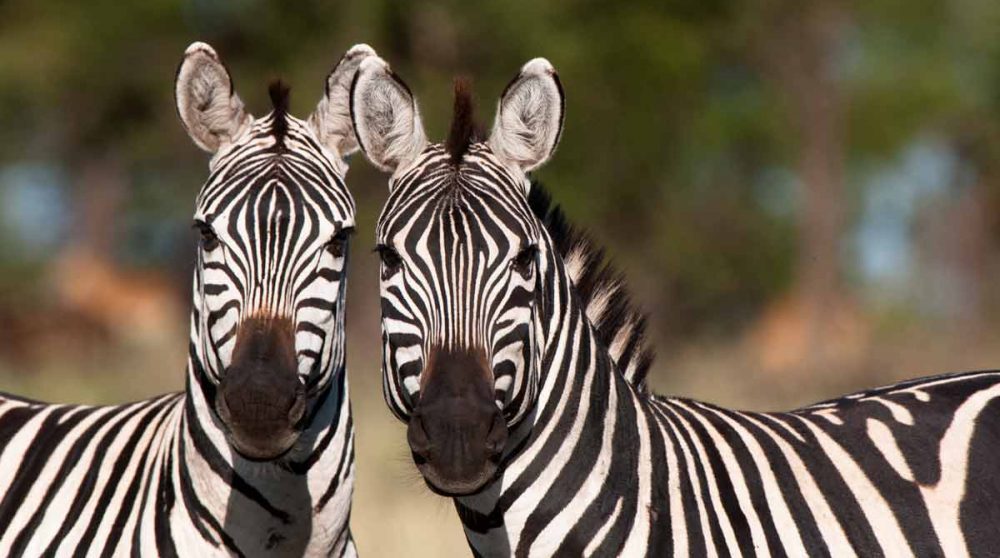 Des zèbres dans le Serengeti