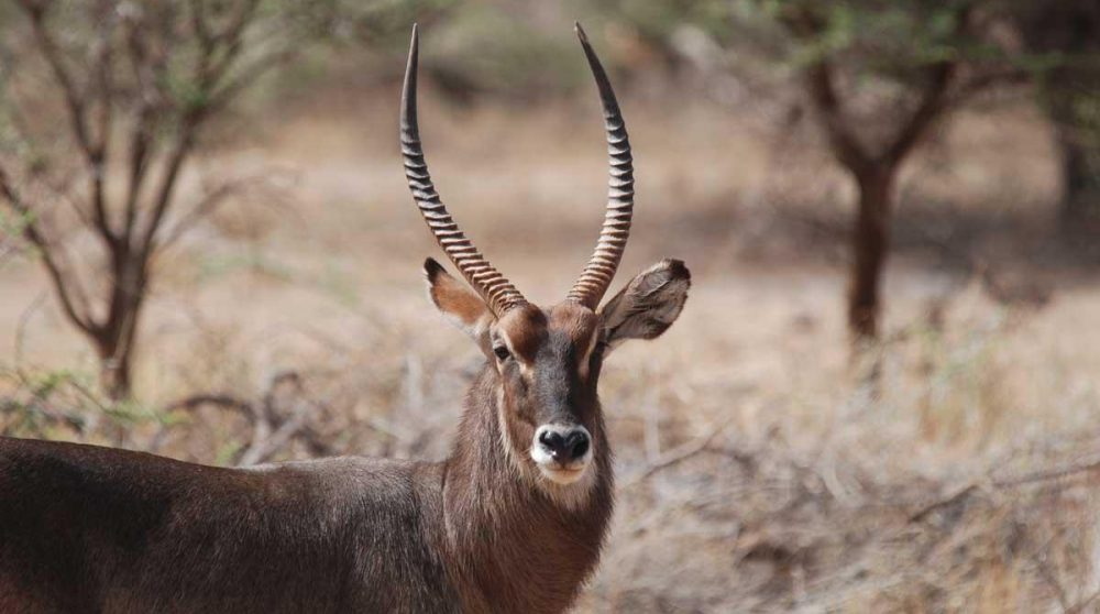 La réserve de Shaba au Kenya
