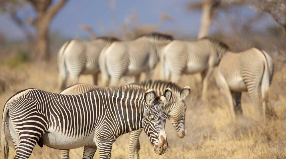 Paysage avec des zèbres au Kenya