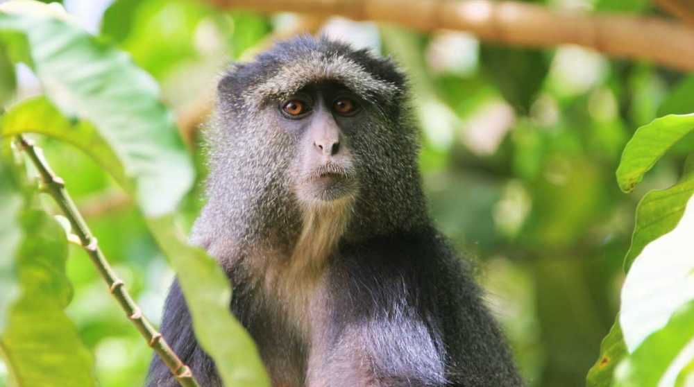 Un singe au Lac Manyara en Tanzanie