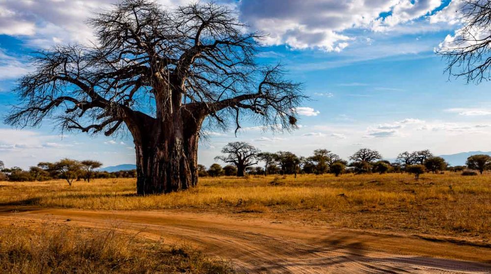 Découvrez la Tarangire et ses plaines