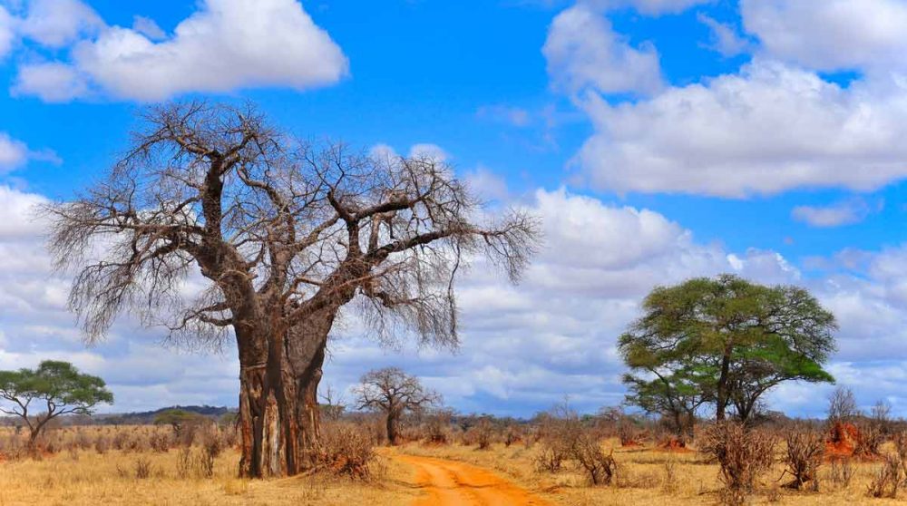 Le Tarangire, à voir lors de votre circuit