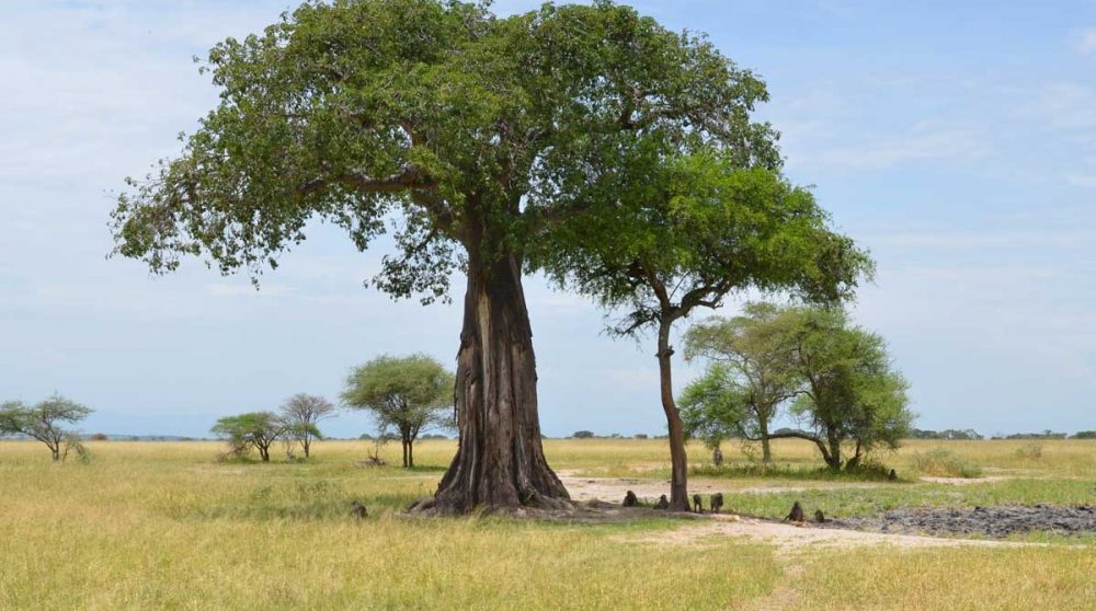Un baobab dans le Tarangire