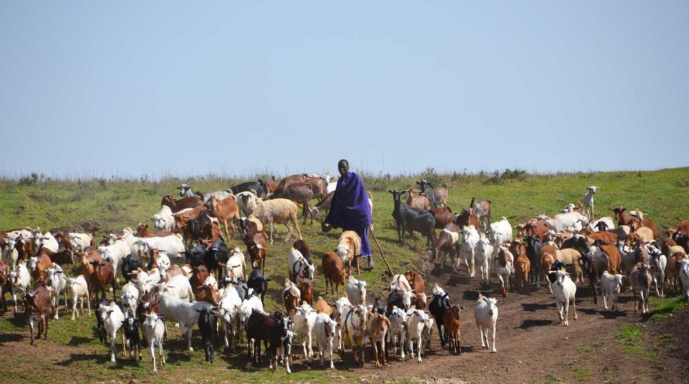 Un troupeau d'animaux à la Ngorongoro Conservation Area