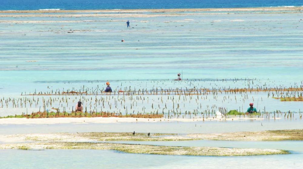 Le lagoon de Zanzibar
