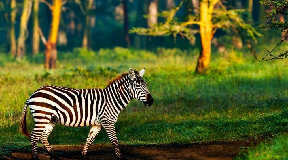 Un zèbre dans la nature