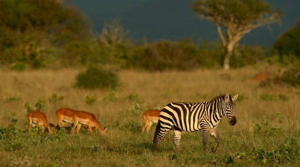 Un zèbre dans la savane