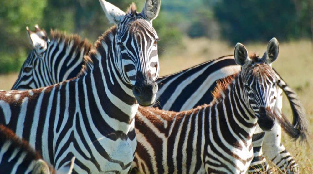 Des zèbres dans la savane