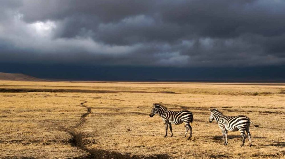 Des zèbres au Cratère du Ngorongoro en Tanzanie