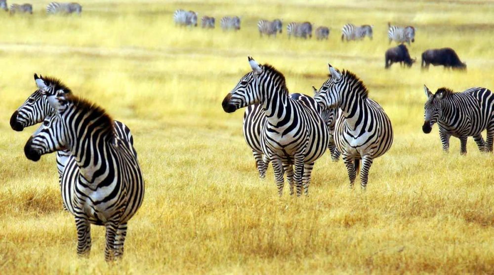 Vous verrez des zèbres dans le Masai Mara