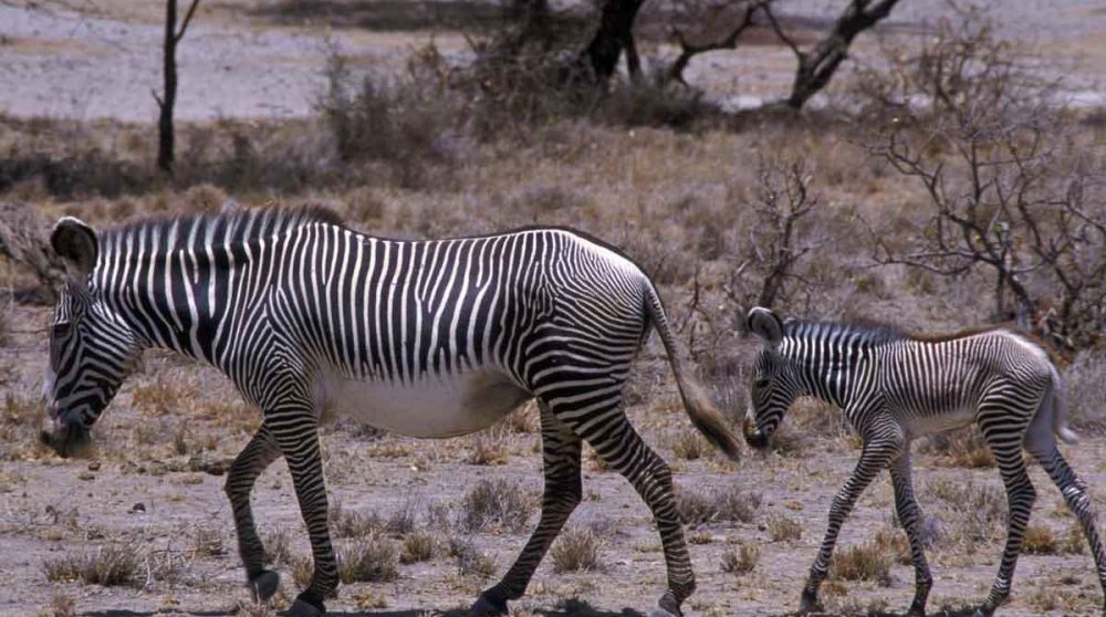 Des zèbres dans la réserve de Shaba